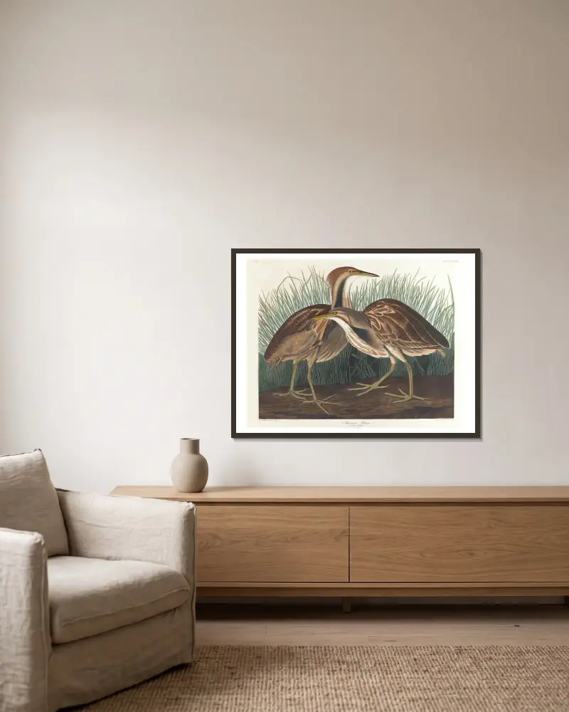 Americký bukač, John James Audubon v rámu na stěně