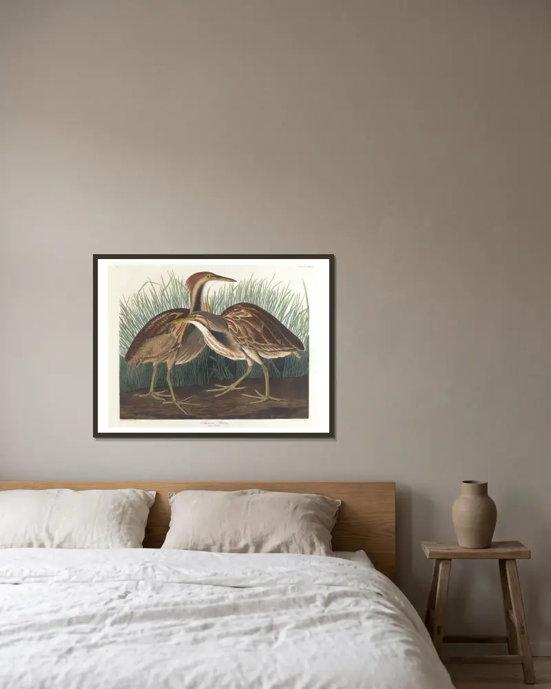 Americký bukač, John James Audubon v rámu na stěně