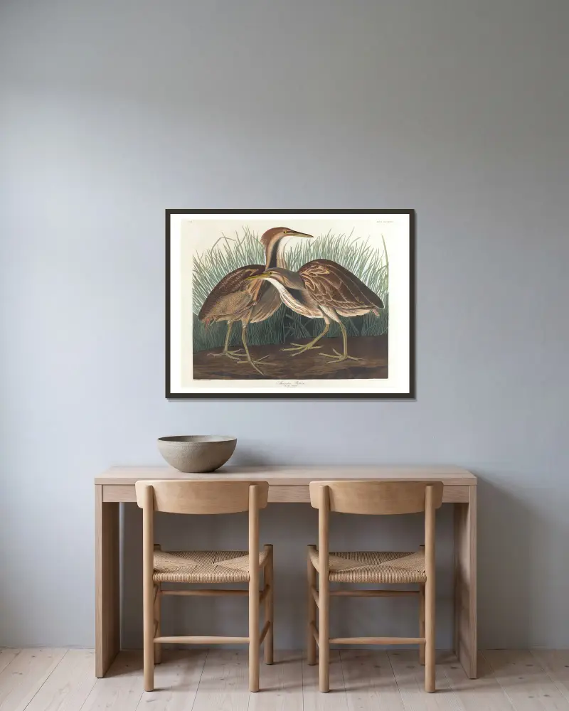 Americký bukač, John James Audubon v rámu na stěně