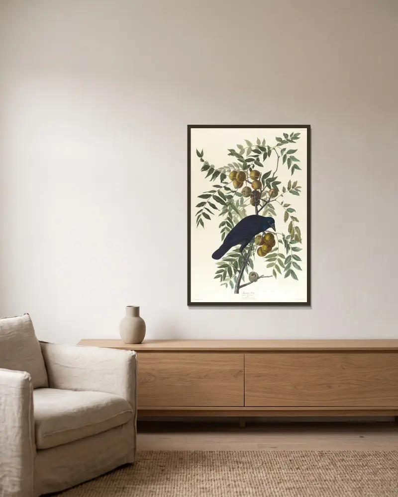 Amerikanische Krähe von John James Audubon gerahmt an einer Wand