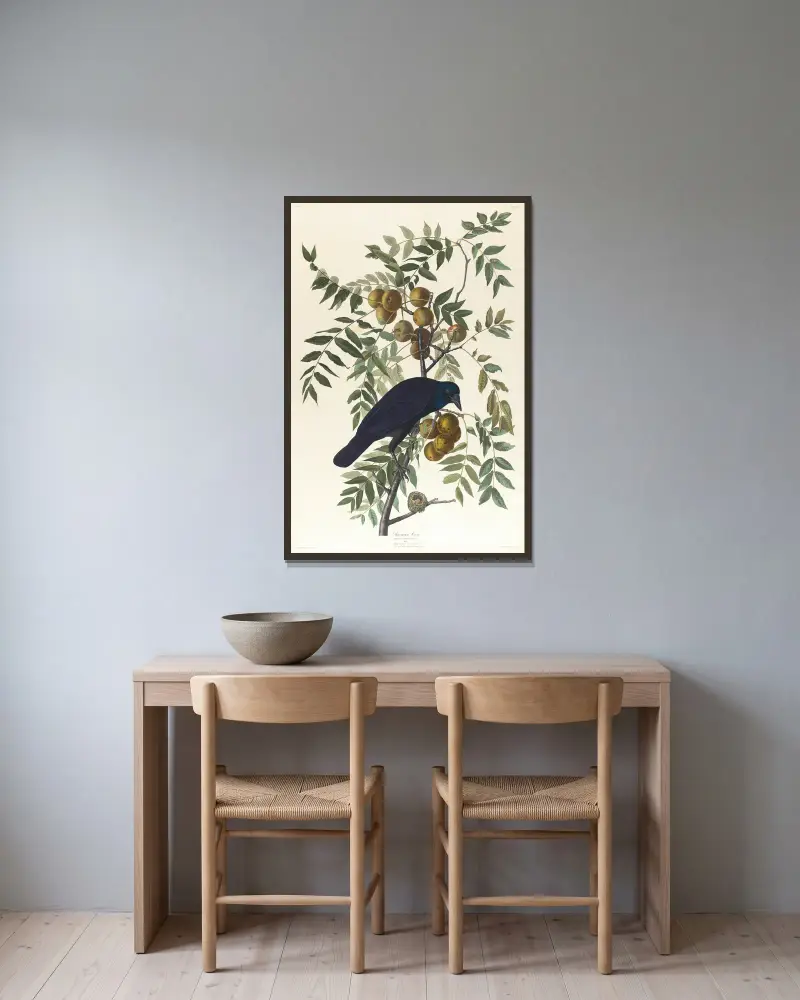 Amerikanische Krähe von John James Audubon gerahmt an einer Wand