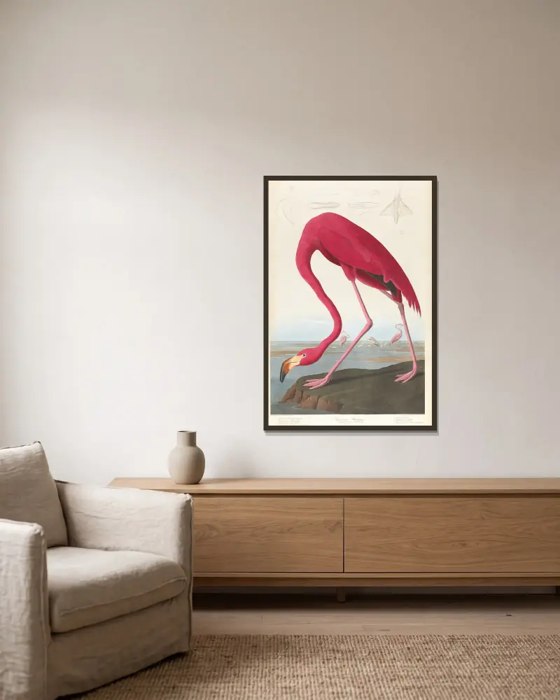 Amerikanischer Flamingo, 1827 von John James Audubon gerahmt an einer Wand