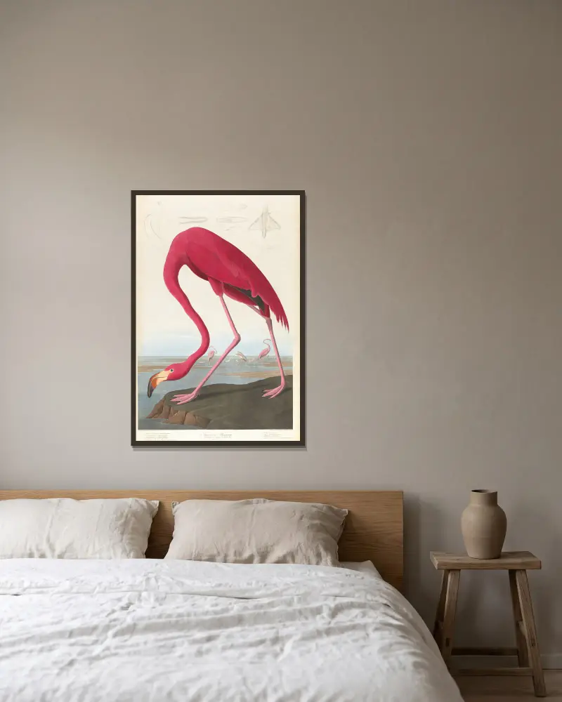Amerikanischer Flamingo, 1827 von John James Audubon gerahmt an einer Wand