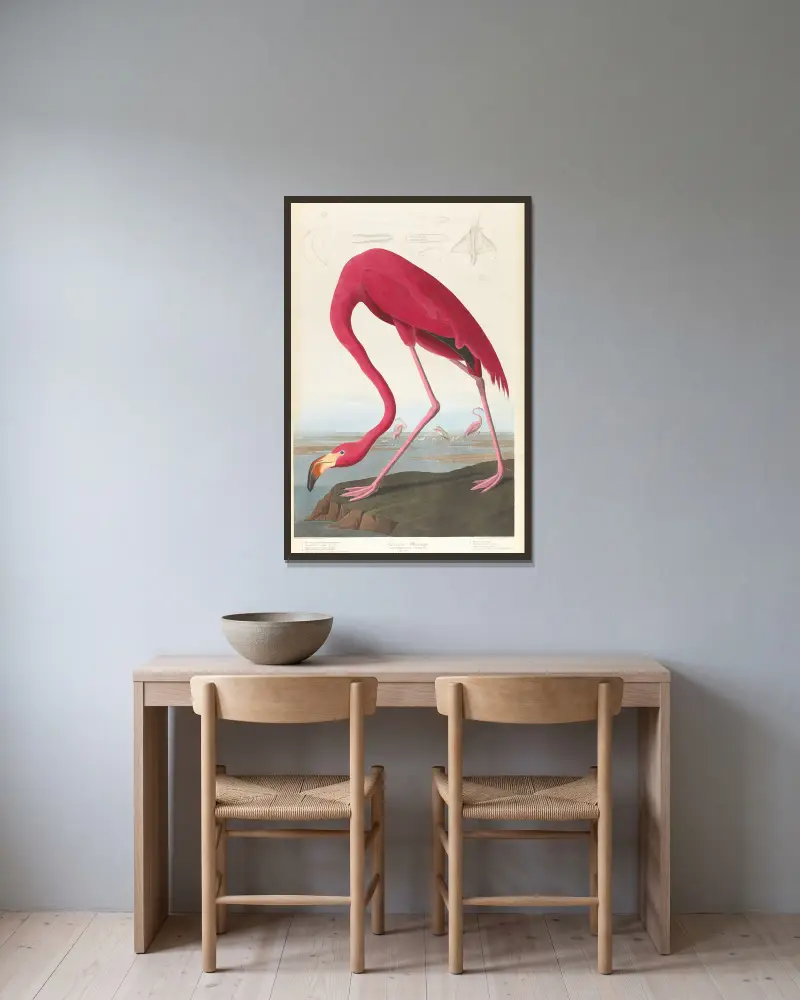 Amerikanischer Flamingo, 1827 von John James Audubon gerahmt an einer Wand