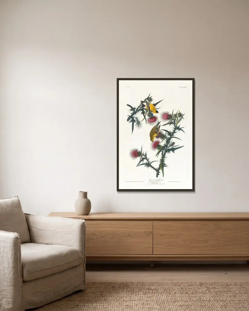 Amerikanischer Goldfink von John James Audubon gerahmt an einer Wand