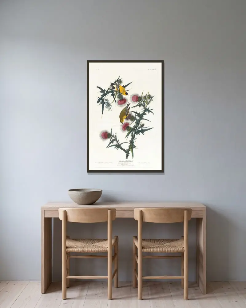 Amerikanischer Goldfink von John James Audubon gerahmt an einer Wand