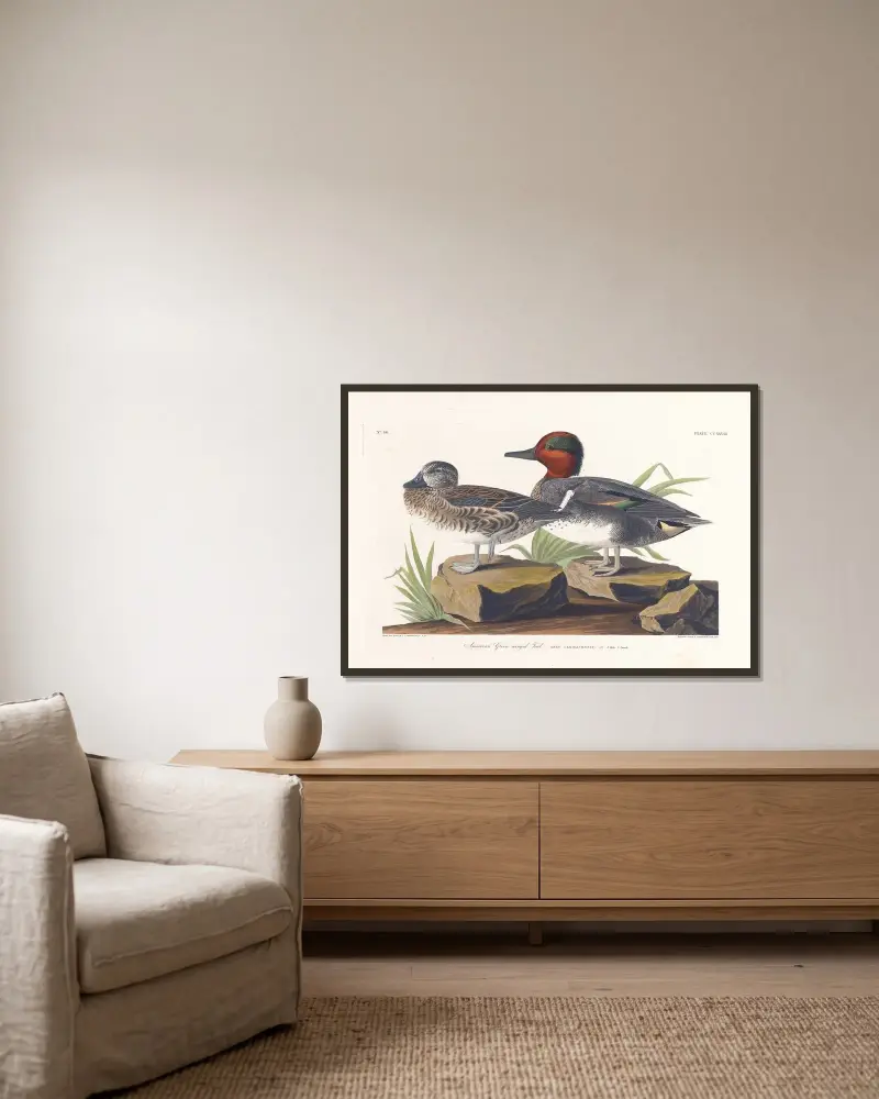 American green winged teal av John James Audubon inramad på en vägg