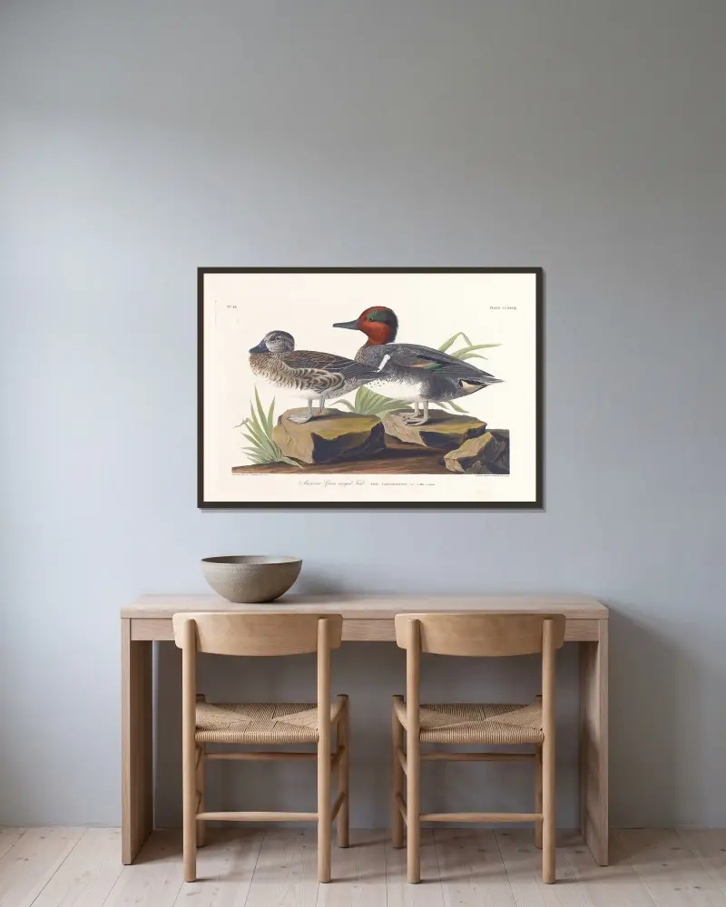 American green winged teal av John James Audubon inramad på en vägg