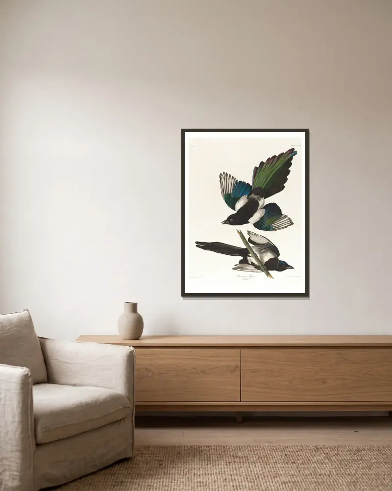 Sroka amerykańska, John James Audubon w ramie na ścianie