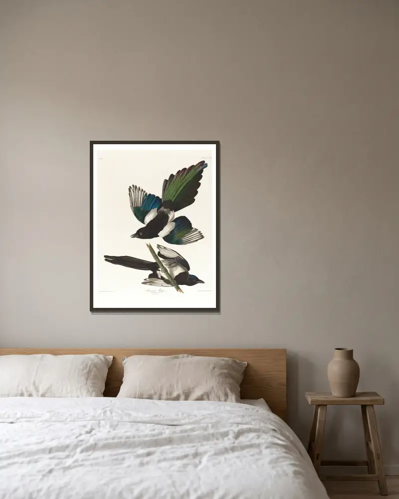Sroka amerykańska, John James Audubon w ramie na ścianie