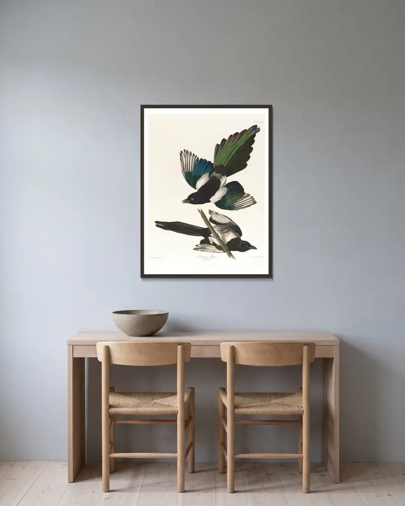 Sroka amerykańska, John James Audubon w ramie na ścianie
