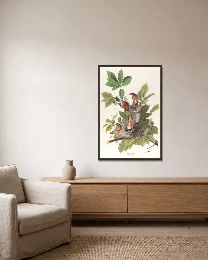 Americký drozd, John James Audubon v rámu na stěně