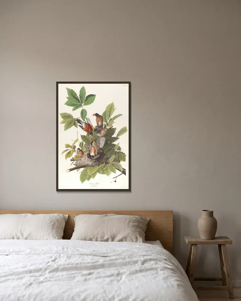 Americký drozd, John James Audubon v rámu na stěně