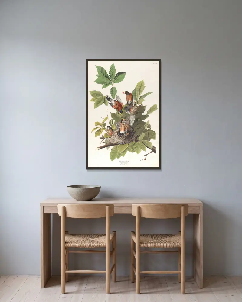 Americký drozd, John James Audubon v rámu na stěně