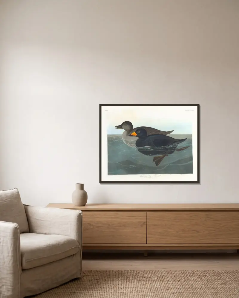 American scoter duck av John James Audubon inramad på en vägg