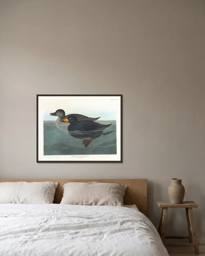 American scoter duck av John James Audubon inramad på en vägg