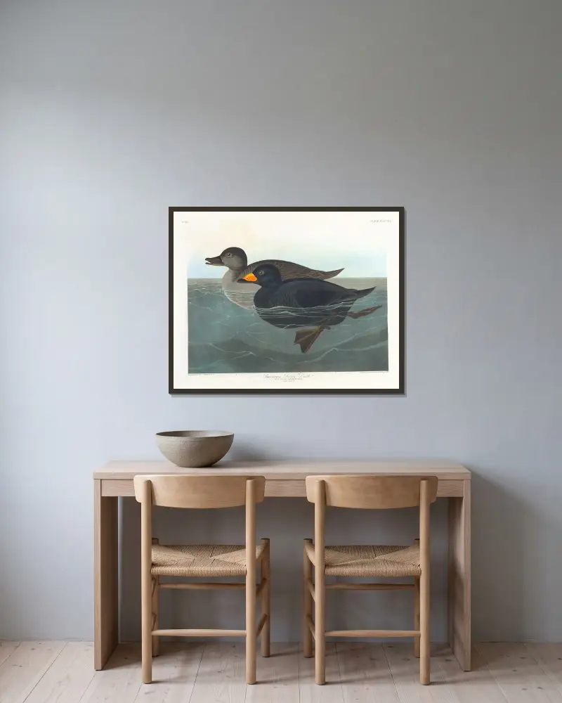 American scoter duck av John James Audubon inramad på en vägg