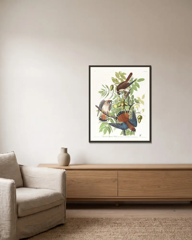 Amerikanischer Sperber von John James Audubon gerahmt an einer Wand