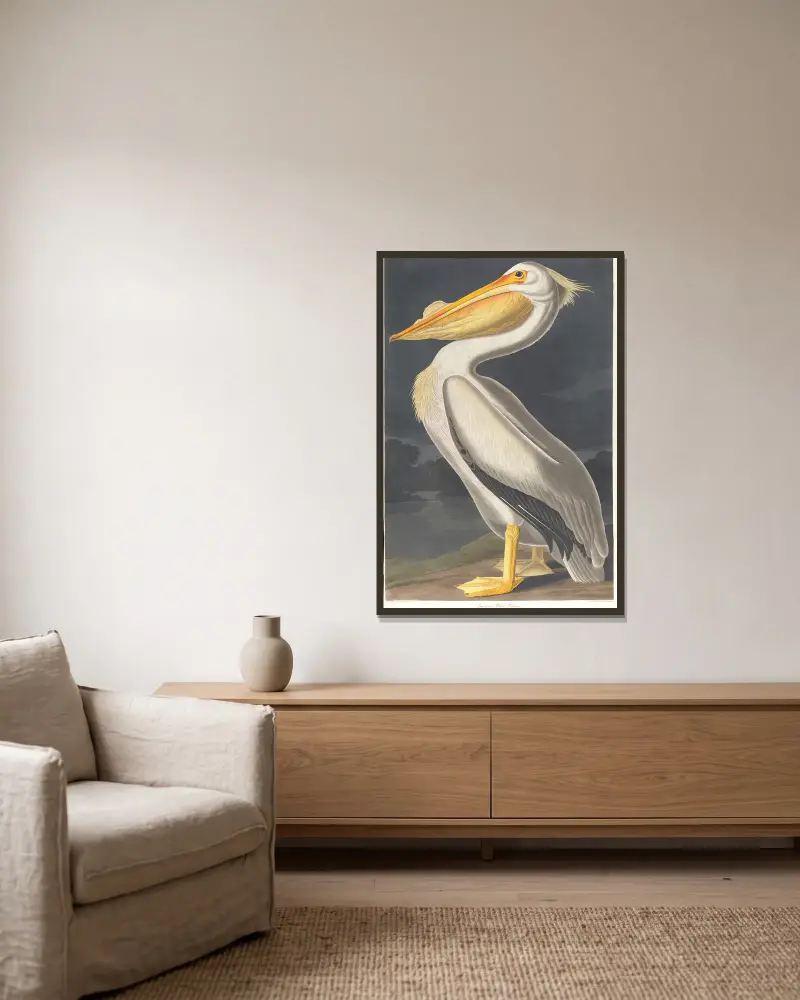 Amerikanischer Weißer Pelikan von John James Audubon gerahmt an einer Wand