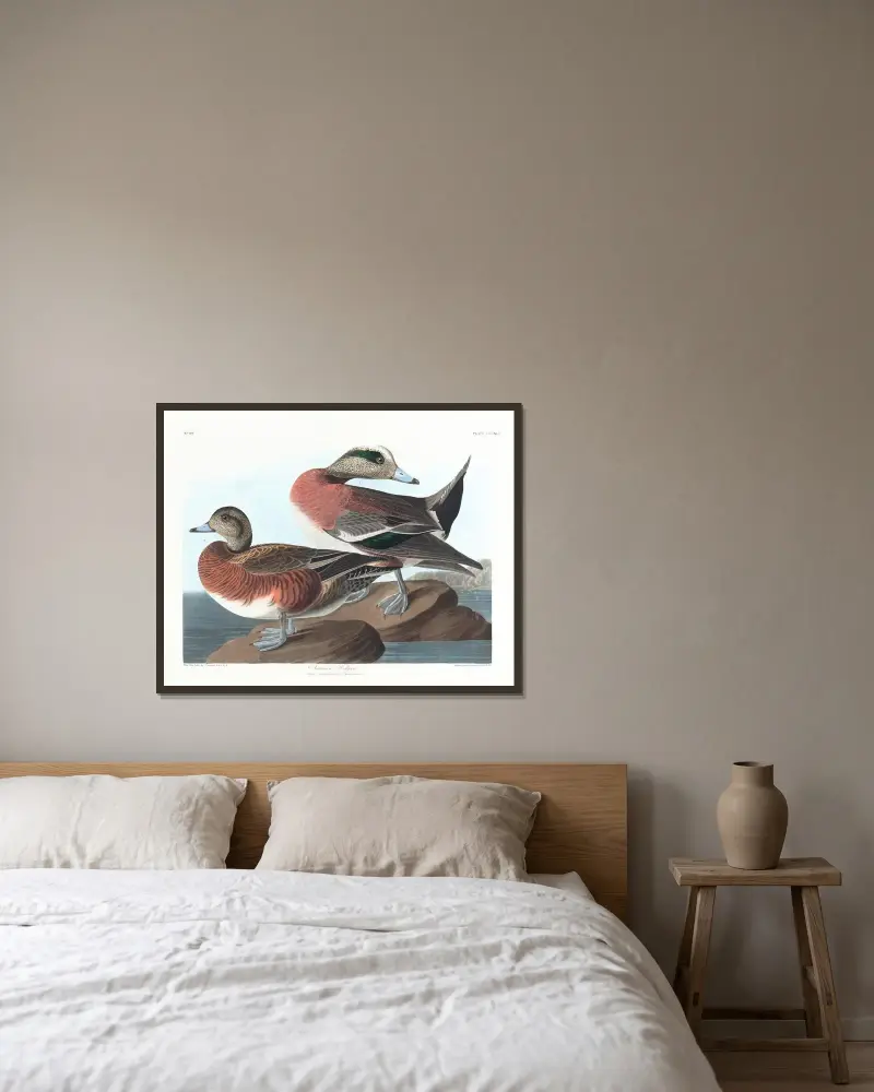 Amerikansk bläsand, John James Audubon v rámu na stěně