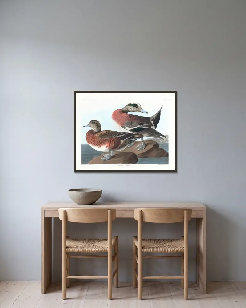 Amerikansk bläsand, John James Audubon v rámu na stěně