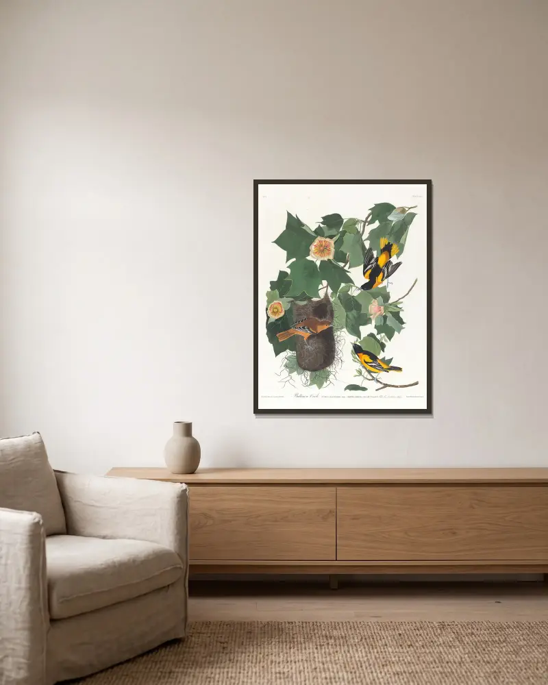 Vlhovec baltimorský, John James Audubon v rámu na stěně