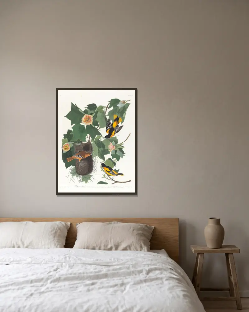 Vlhovec baltimorský, John James Audubon v rámu na stěně