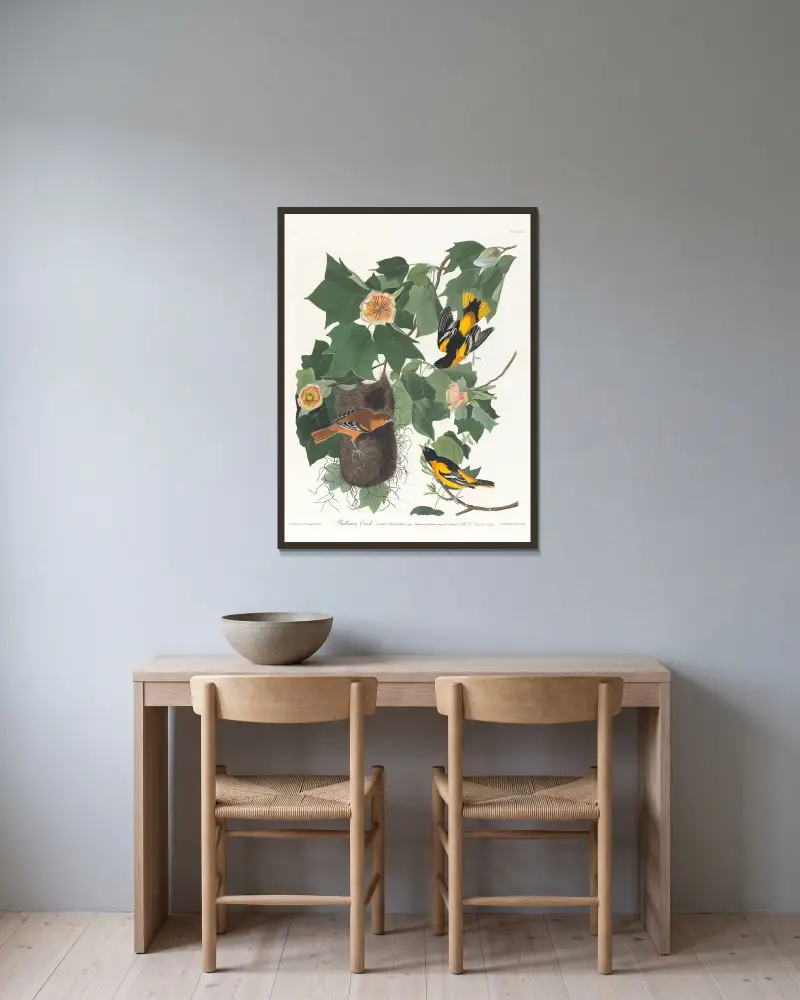 Vlhovec baltimorský, John James Audubon v rámu na stěně