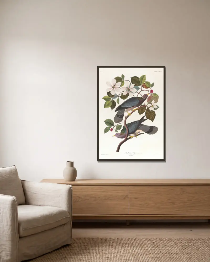 Band-tailed pigeon von John James Audubon gerahmt an einer Wand