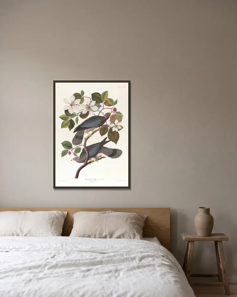 Band-tailed pigeon von John James Audubon gerahmt an einer Wand