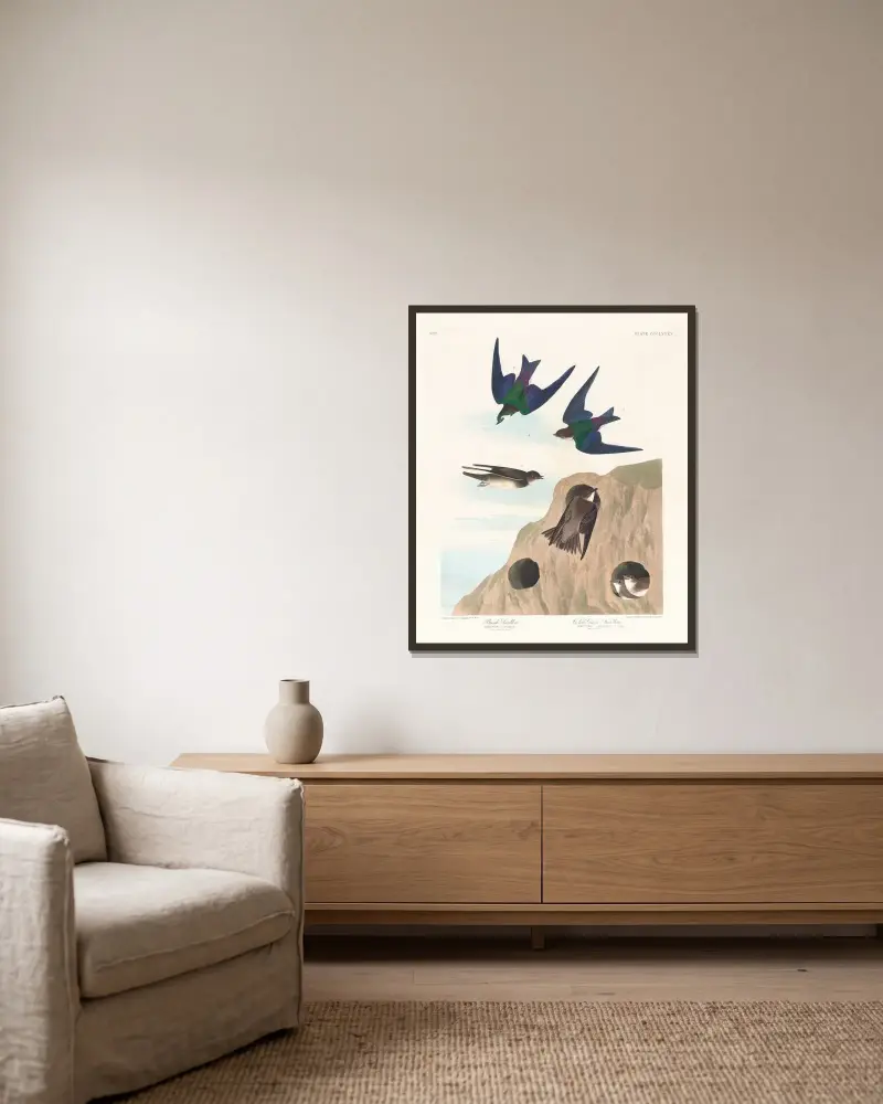 Bank swallow. Violet-green swallow av John James Audubon inramad på en vägg