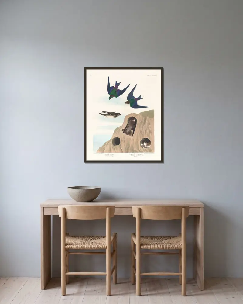 Bank swallow. Violet-green swallow av John James Audubon inramad på en vägg