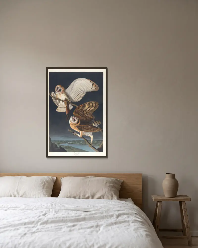 Schleiereule von John James Audubon gerahmt an einer Wand