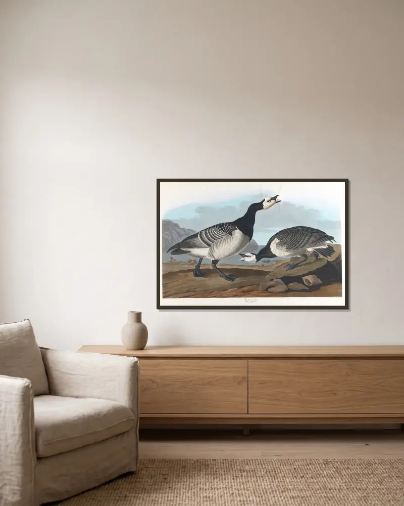 Bernikla białolica, John James Audubon w ramie na ścianie