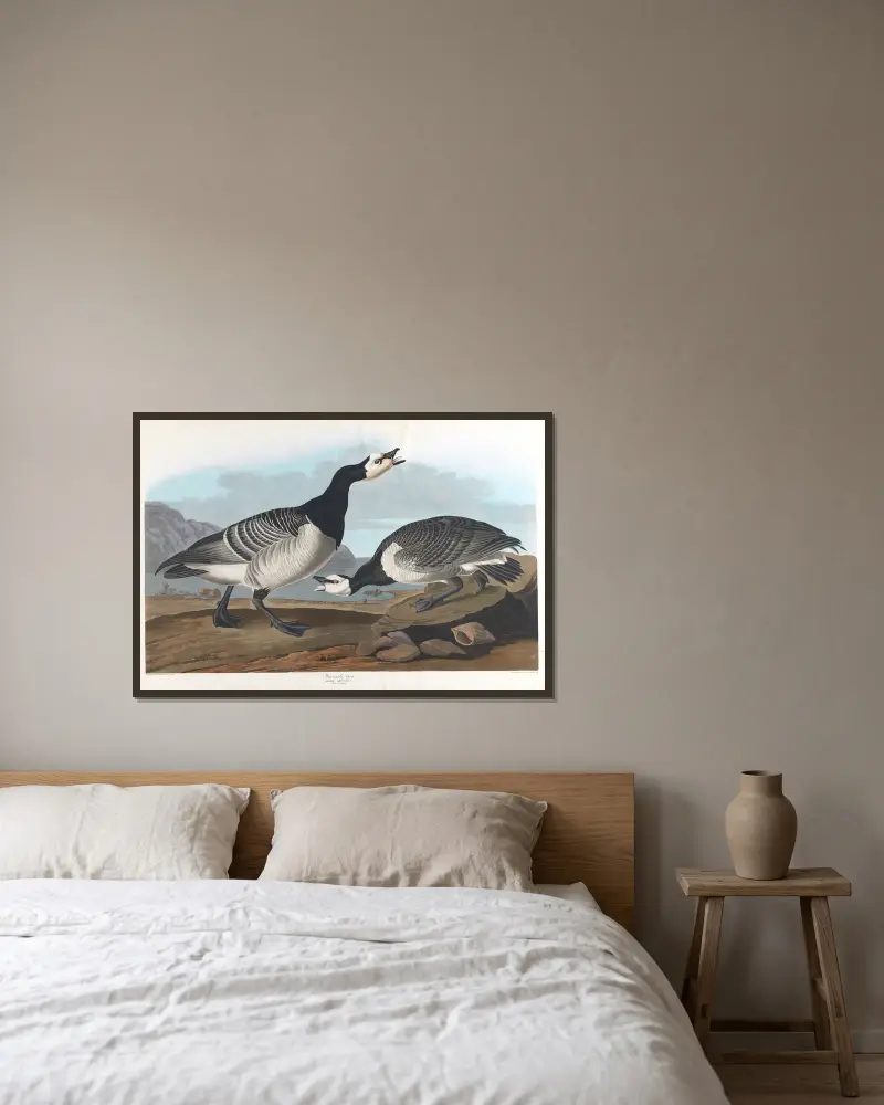 Bernikla białolica, John James Audubon w ramie na ścianie