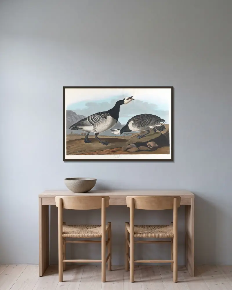 Bernikla białolica, John James Audubon w ramie na ścianie