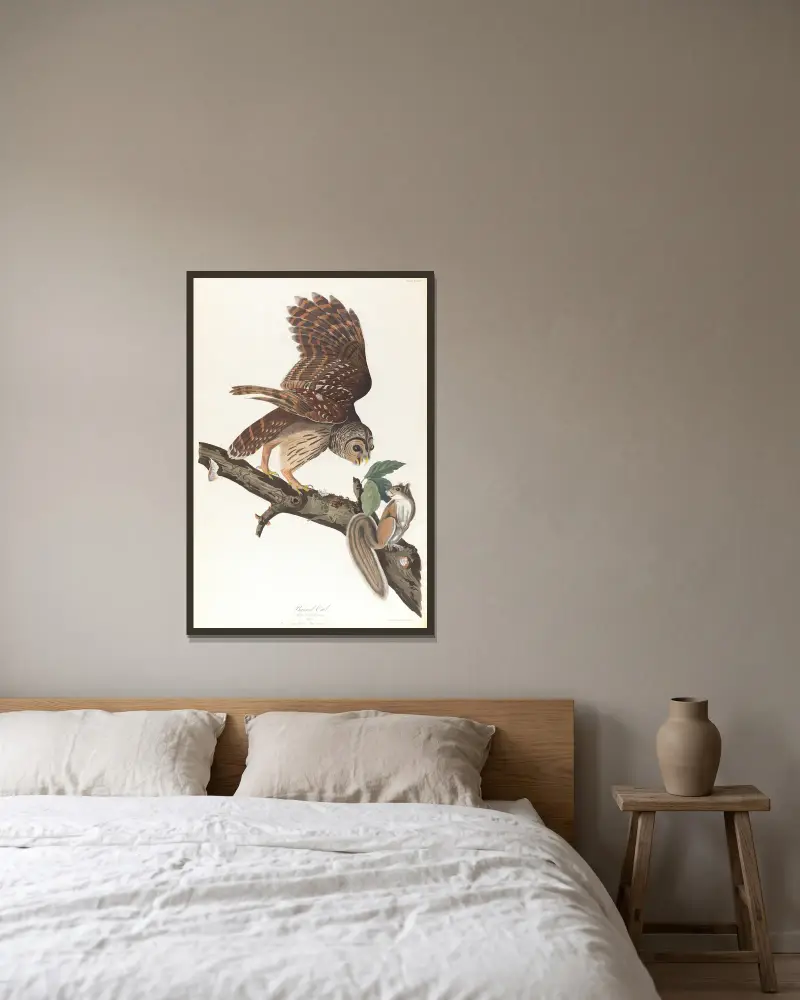 Výr proměnlivý, John James Audubon v rámu na stěně