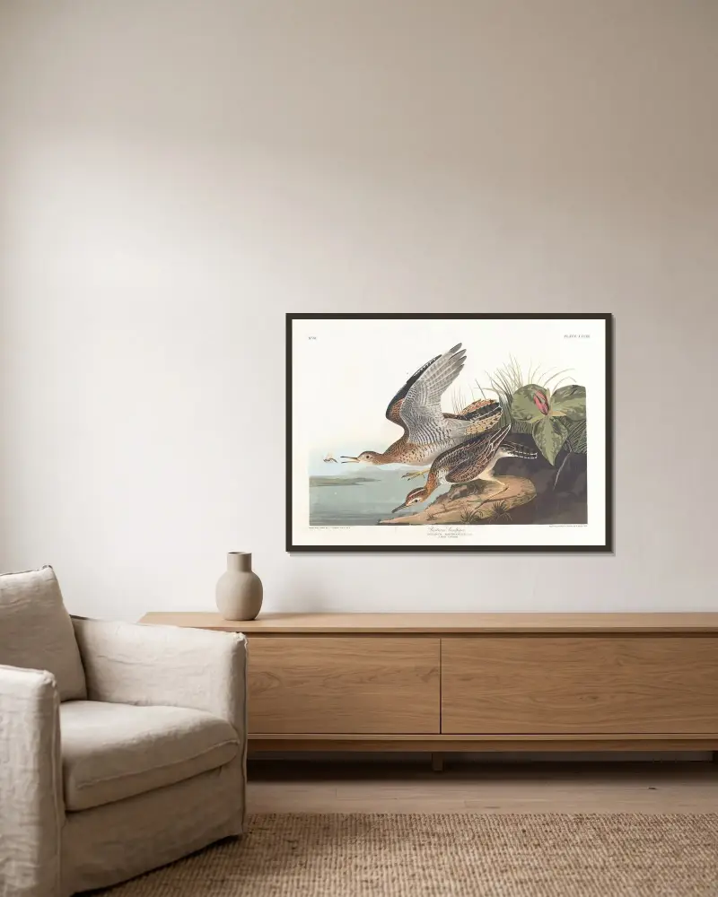 Biegus Bartrama, John James Audubon w ramie na ścianie