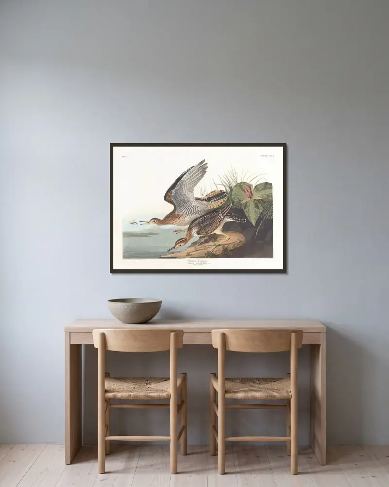 Biegus Bartrama, John James Audubon w ramie na ścianie