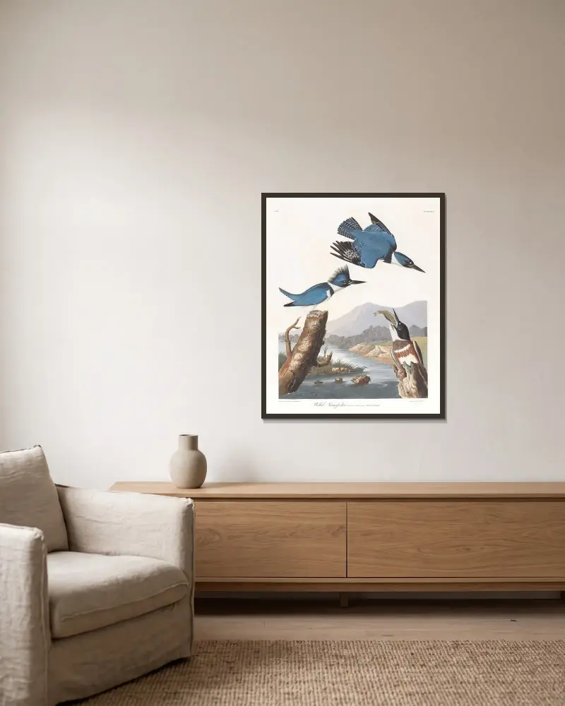 Gürtelfischer von John James Audubon gerahmt an einer Wand