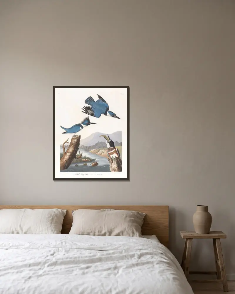 Gürtelfischer von John James Audubon gerahmt an einer Wand