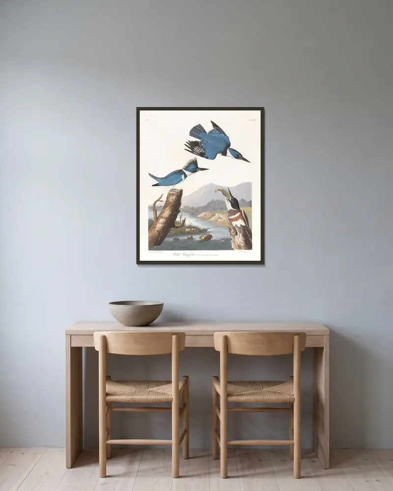 Gürtelfischer von John James Audubon gerahmt an einer Wand