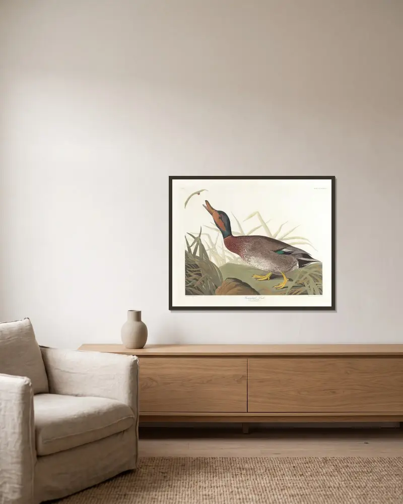 Bemaculated duck, John James Audubon v rámu na stěně