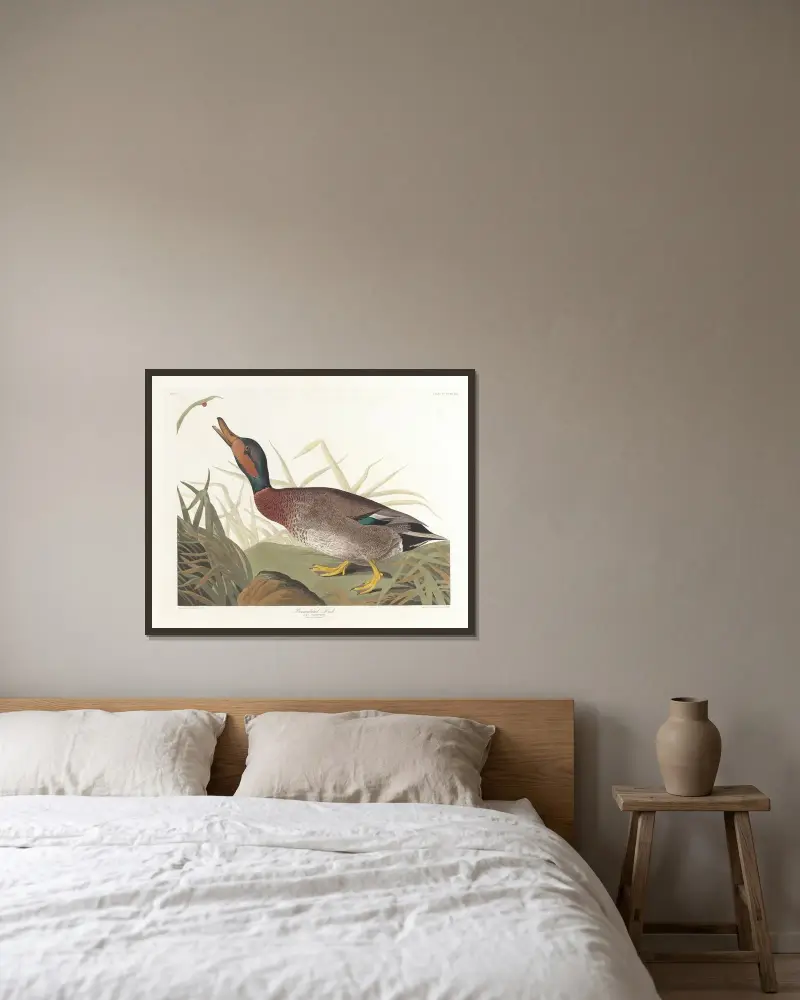 Bemaculated duck, John James Audubon v rámu na stěně