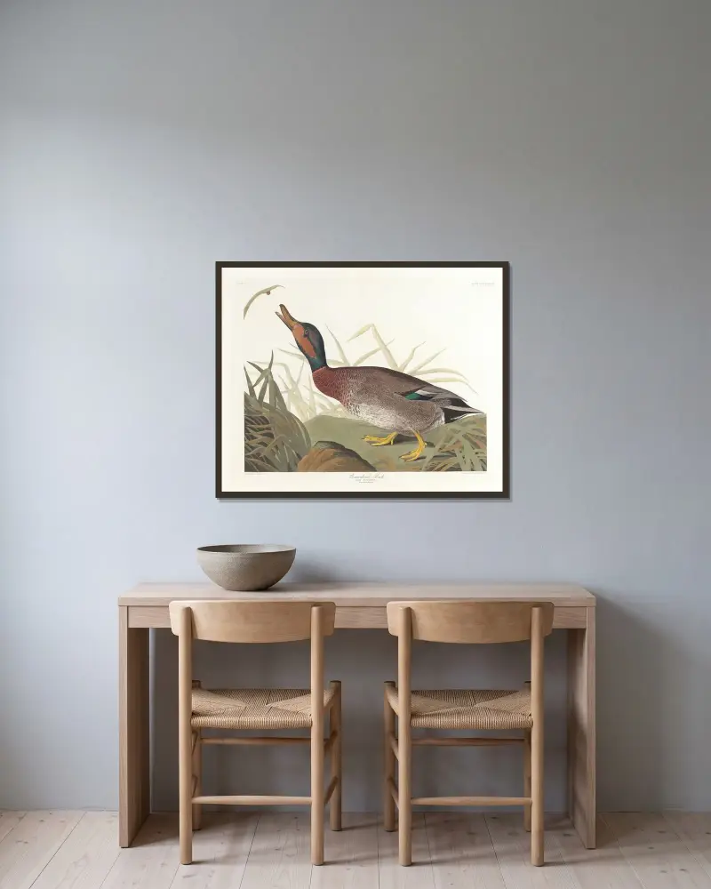 Bemaculated duck, John James Audubon v rámu na stěně