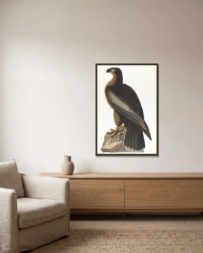 Bird of Washington av John James Audubon inramad på en vägg