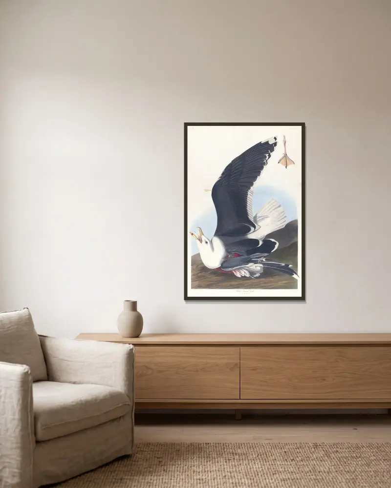 Racek mořský, 1827 – č. 1, John James Audubon v rámu na stěně