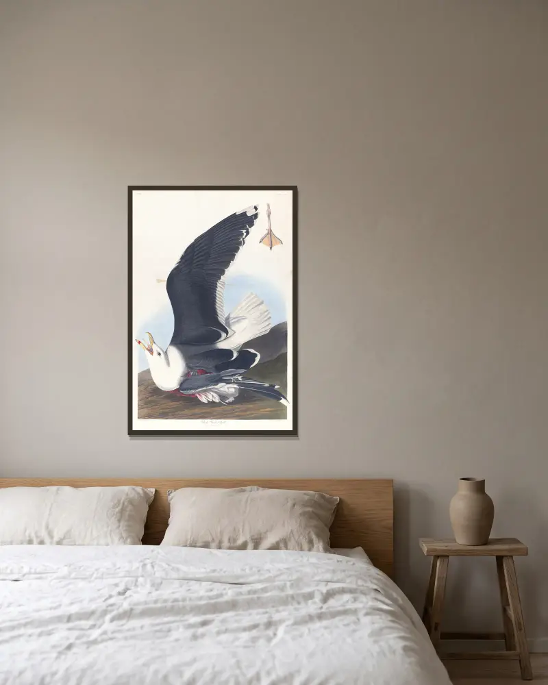 Racek mořský, 1827 – č. 1, John James Audubon v rámu na stěně