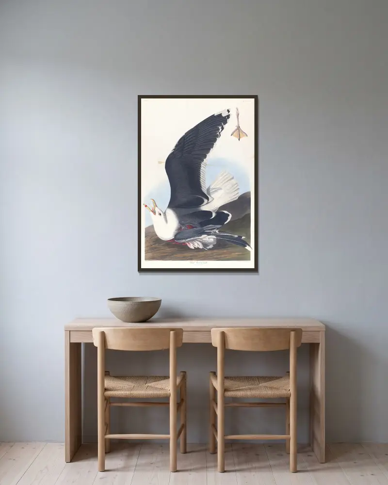 Racek mořský, 1827 – č. 1, John James Audubon v rámu na stěně