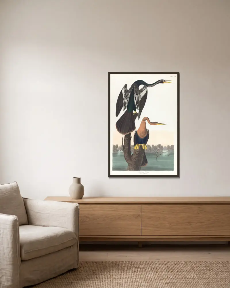 Schwarzbauch-Schlängelhals von John James Audubon gerahmt an einer Wand